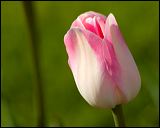 pink_tulip