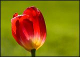 red_tulip