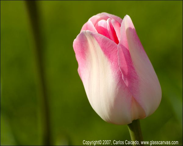pink_tulip.jpg