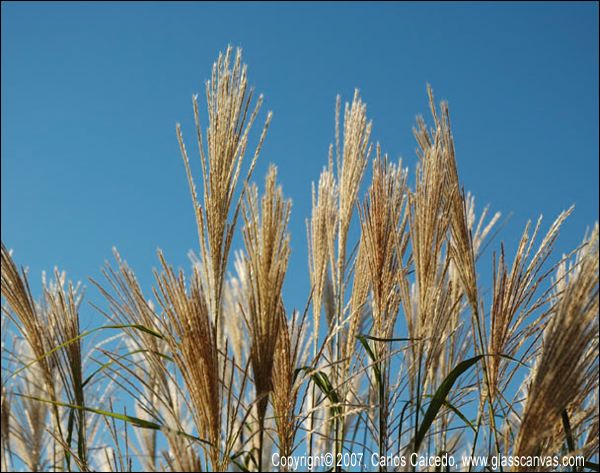 feather_reed_grass_1.jpg